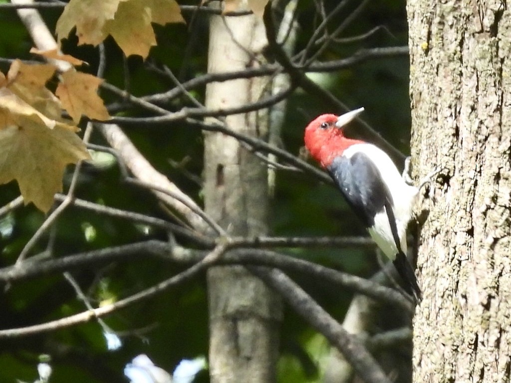 Red-headed Woodpecker - ML608674324