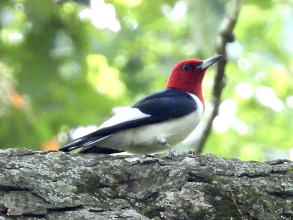 Red-headed Woodpecker - ML608674325
