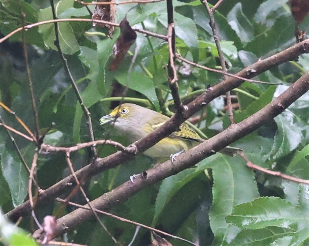 White-eyed Vireo - ML608674333