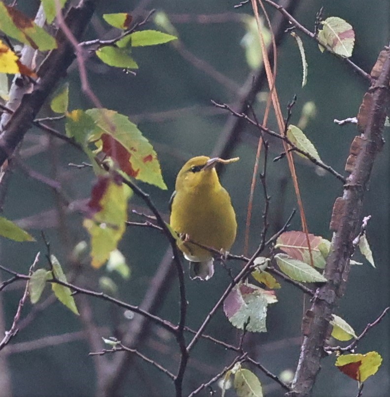 Blauflügel-Waldsänger - ML608674348