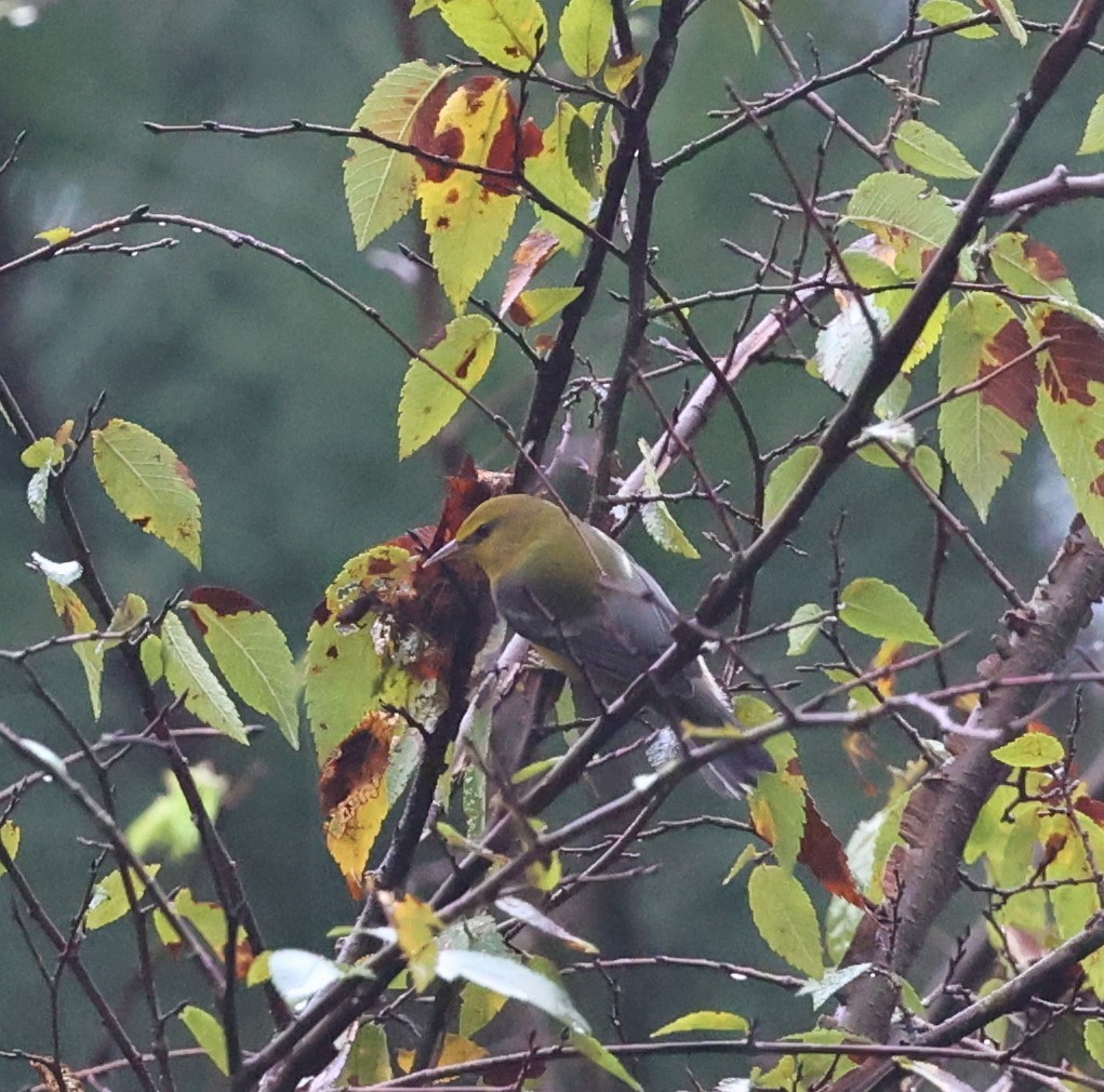 Blue-winged Warbler - ML608674350