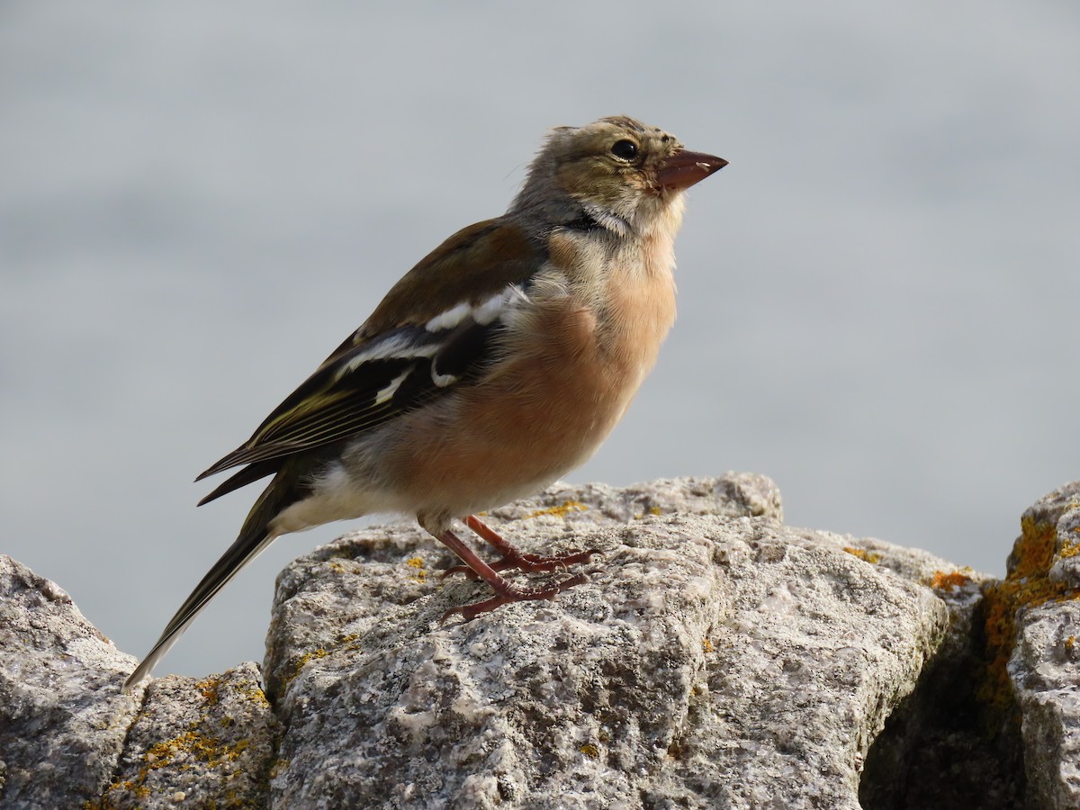 Common Chaffinch - ML608674393