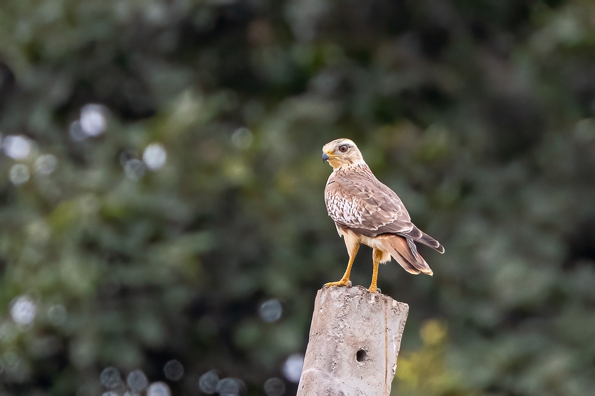 White-eyed Buzzard - Shashidhar Joshi