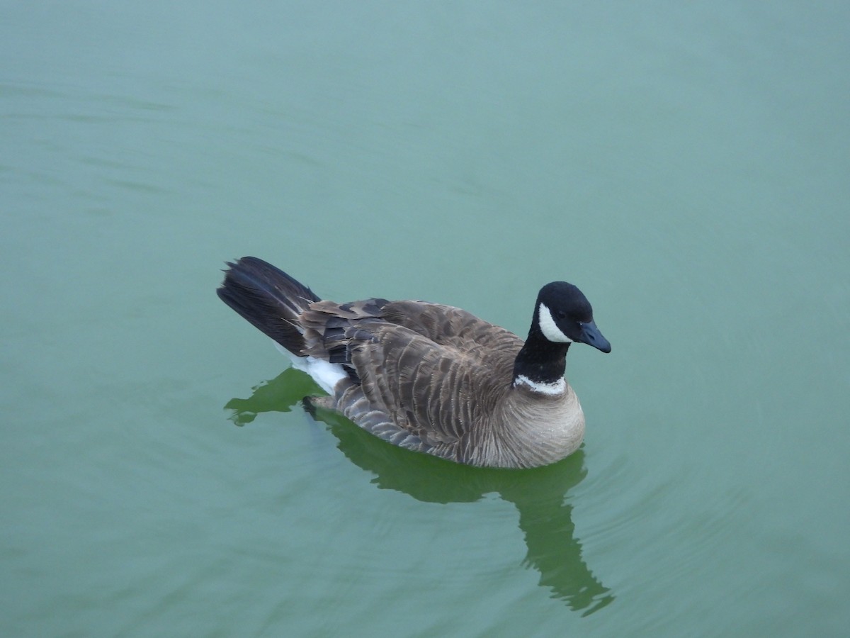 Cackling Goose - Benjamin Schmidt