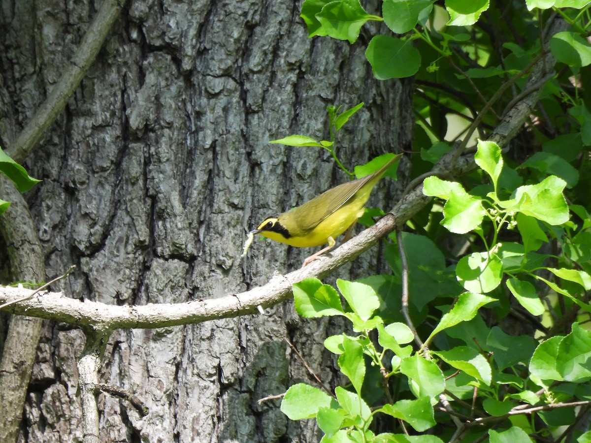 Kentucky Warbler - ML608674532