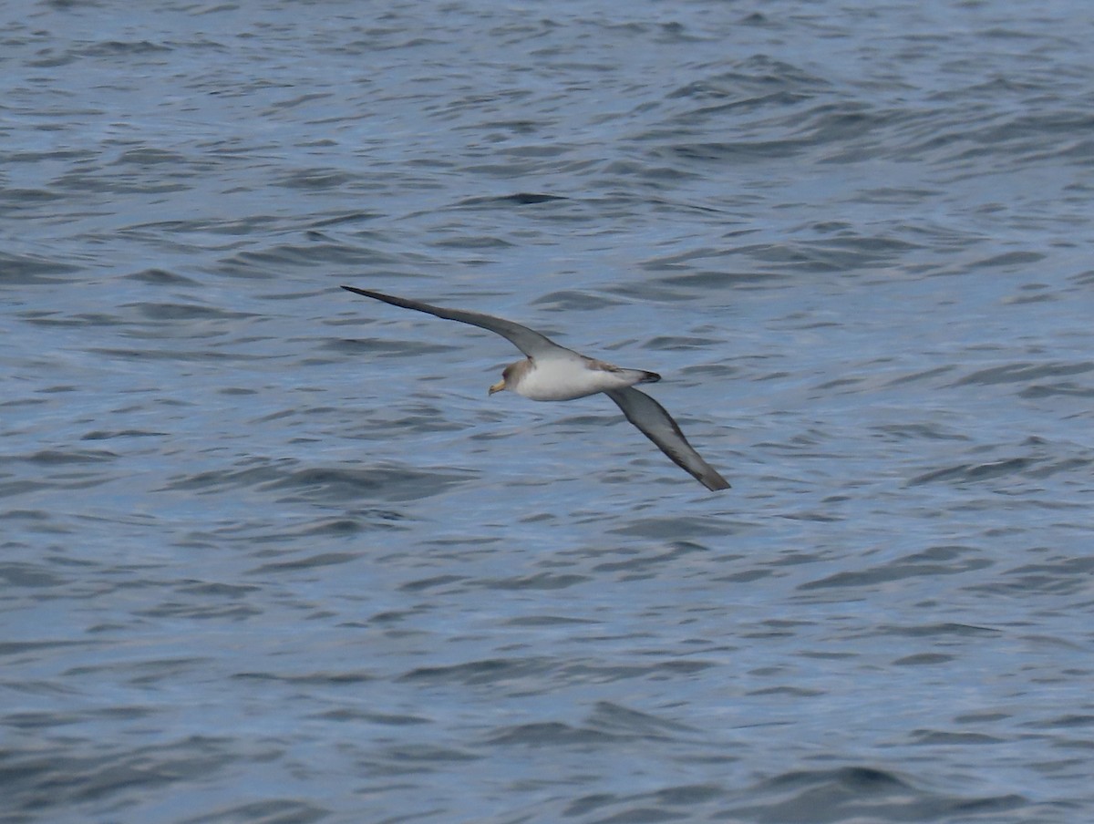 Cory's Shearwater - ML608674559