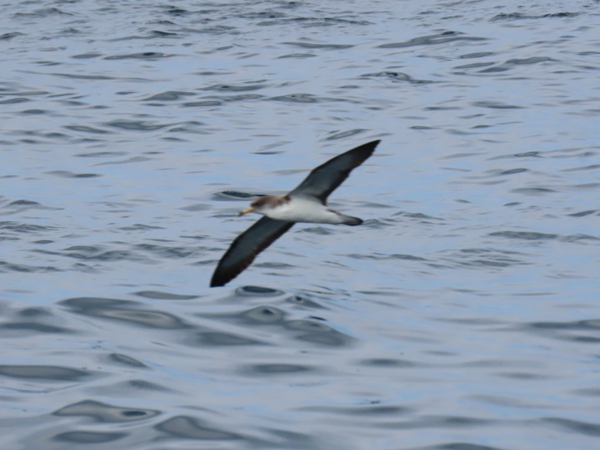 Cory's Shearwater - ML608674560