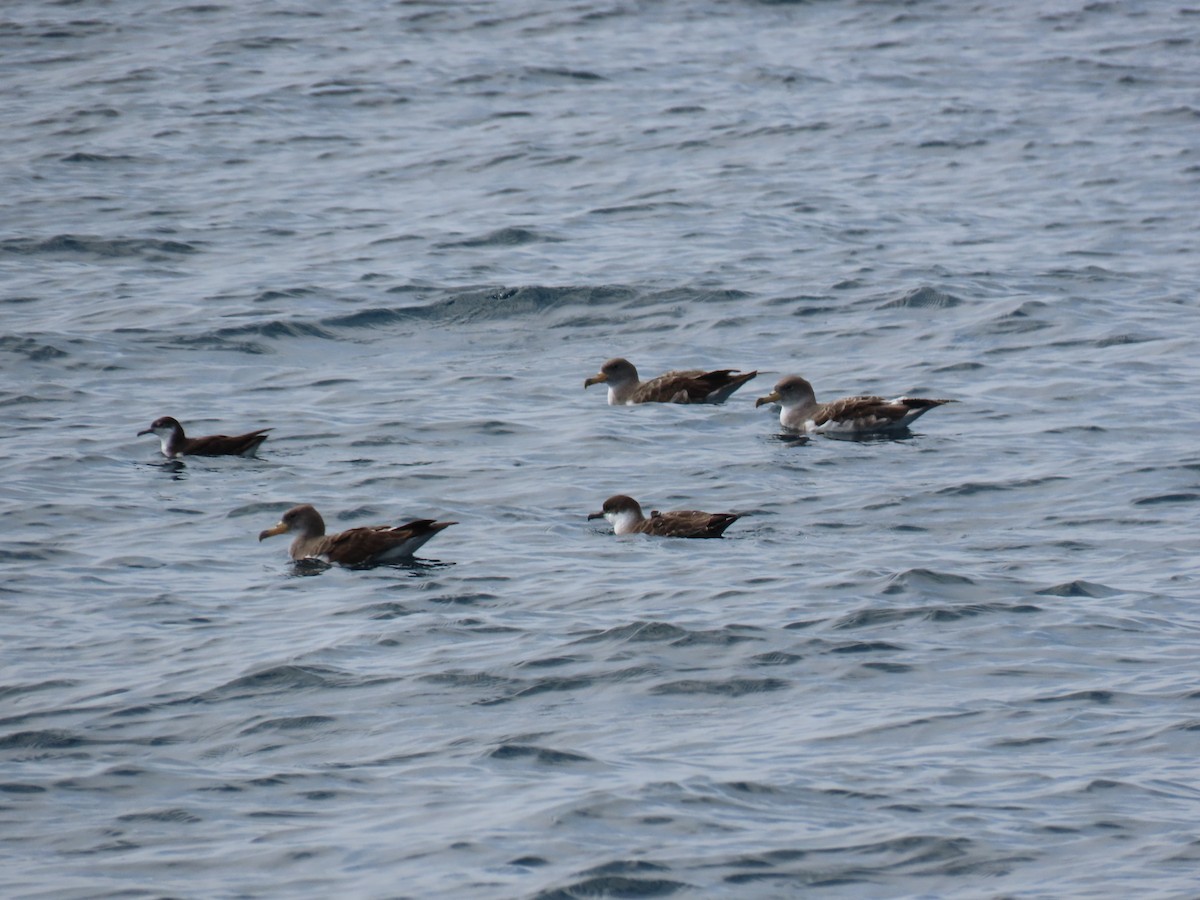 Cory's Shearwater - ML608674561