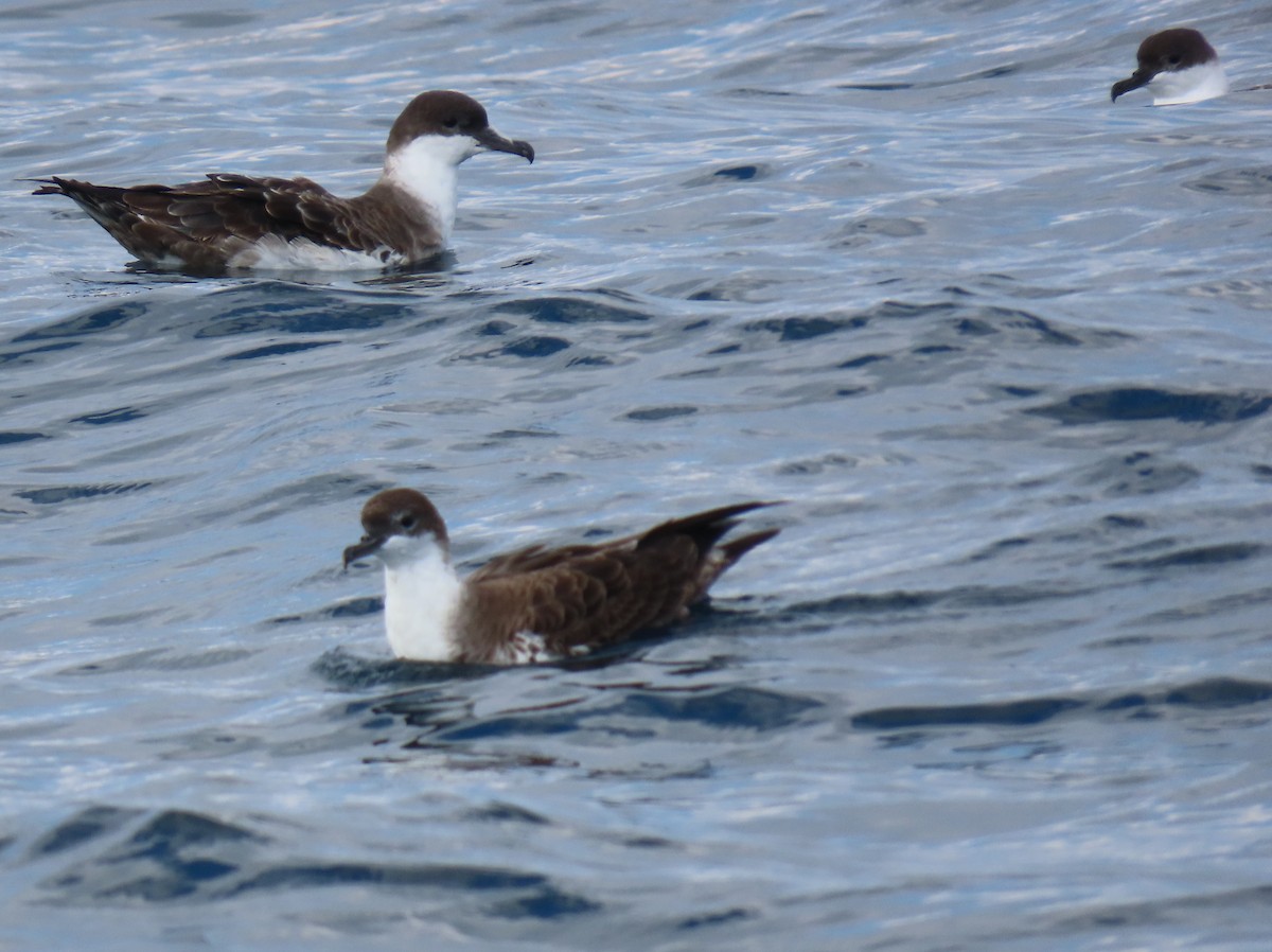 Great Shearwater - ML608674567