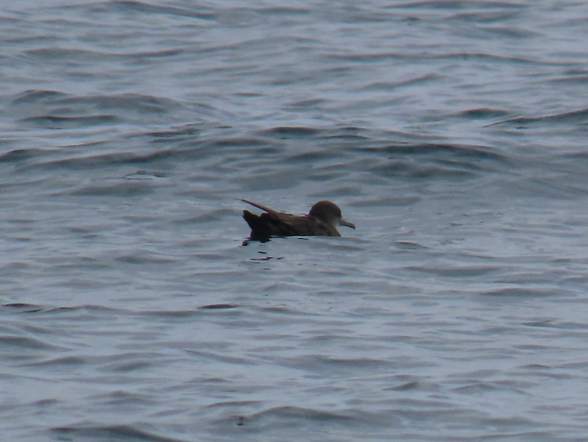 Sooty Shearwater - ML608674572