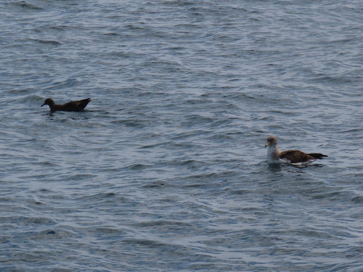 Sooty Shearwater - Stephen Younger