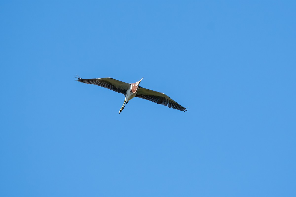 Tricolored Heron - ML608674574