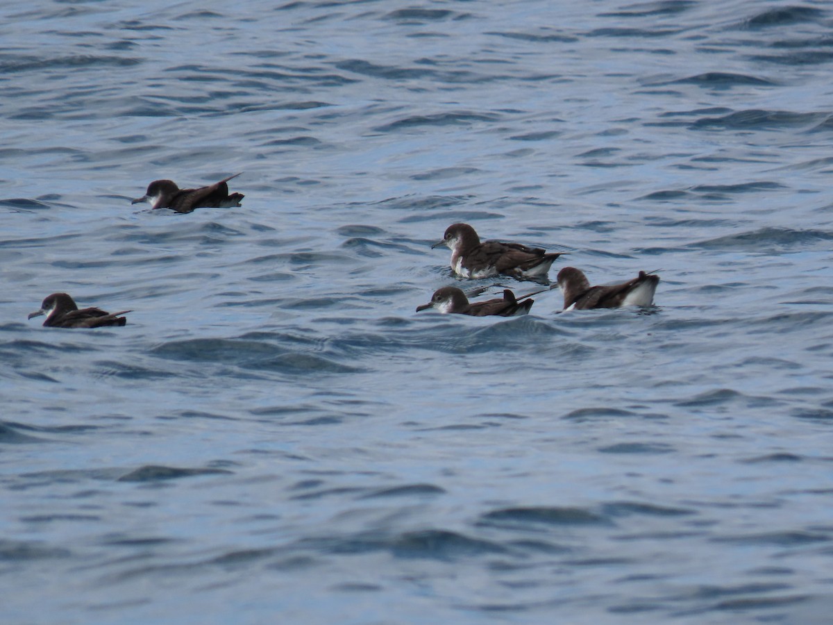 Manx Shearwater - ML608674576