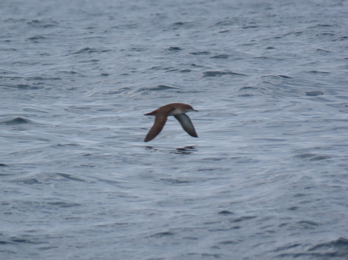 Balearic Shearwater - ML608674579