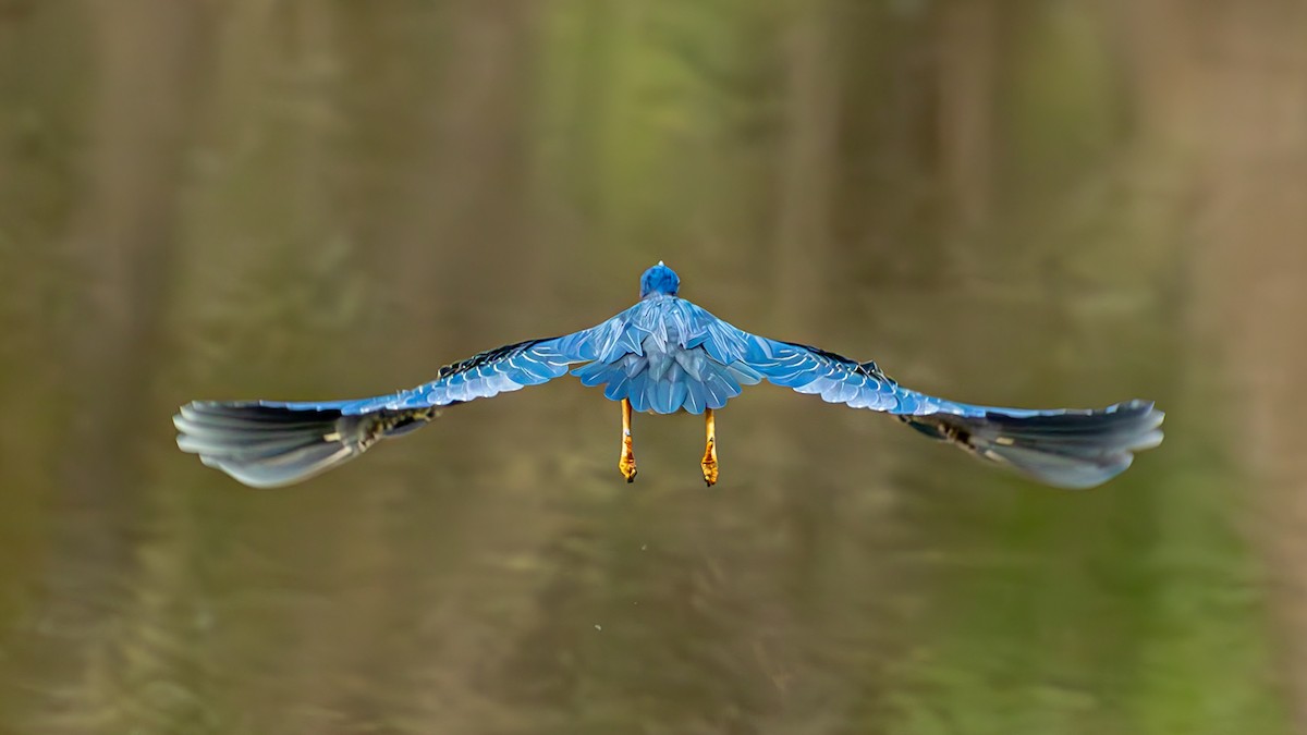 Green Heron - ML608674676