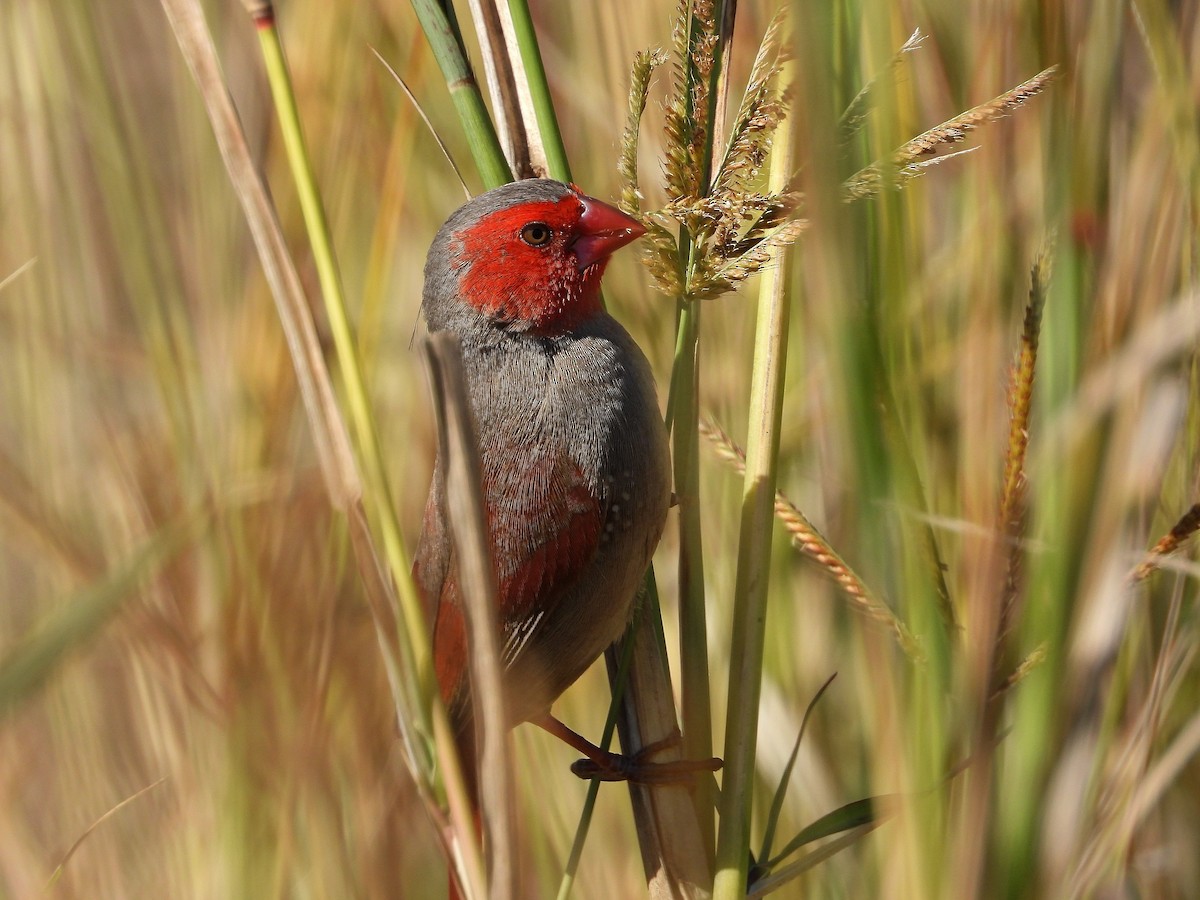 Crimson Finch - ML608674690