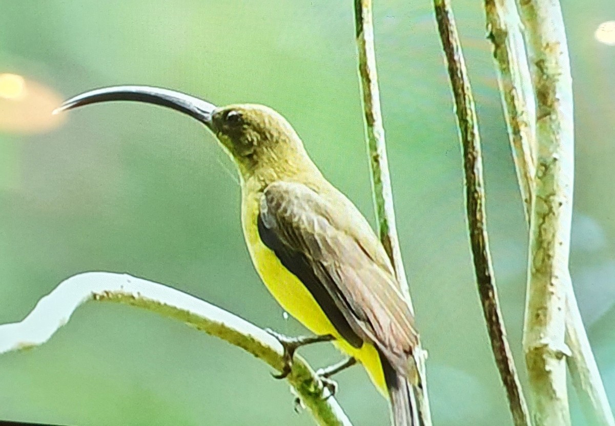 Long-billed Spiderhunter - ML608674701