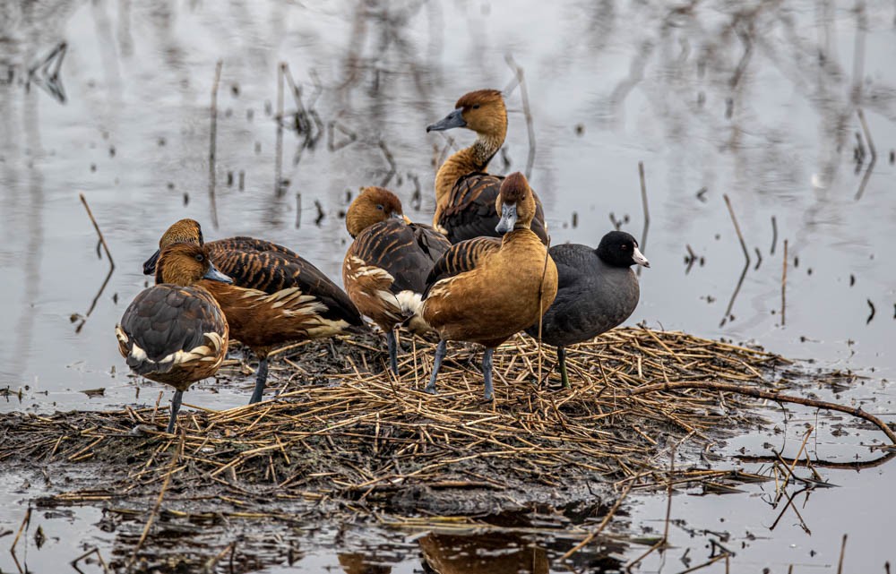 Fulvous Whistling-Duck - ML608674731