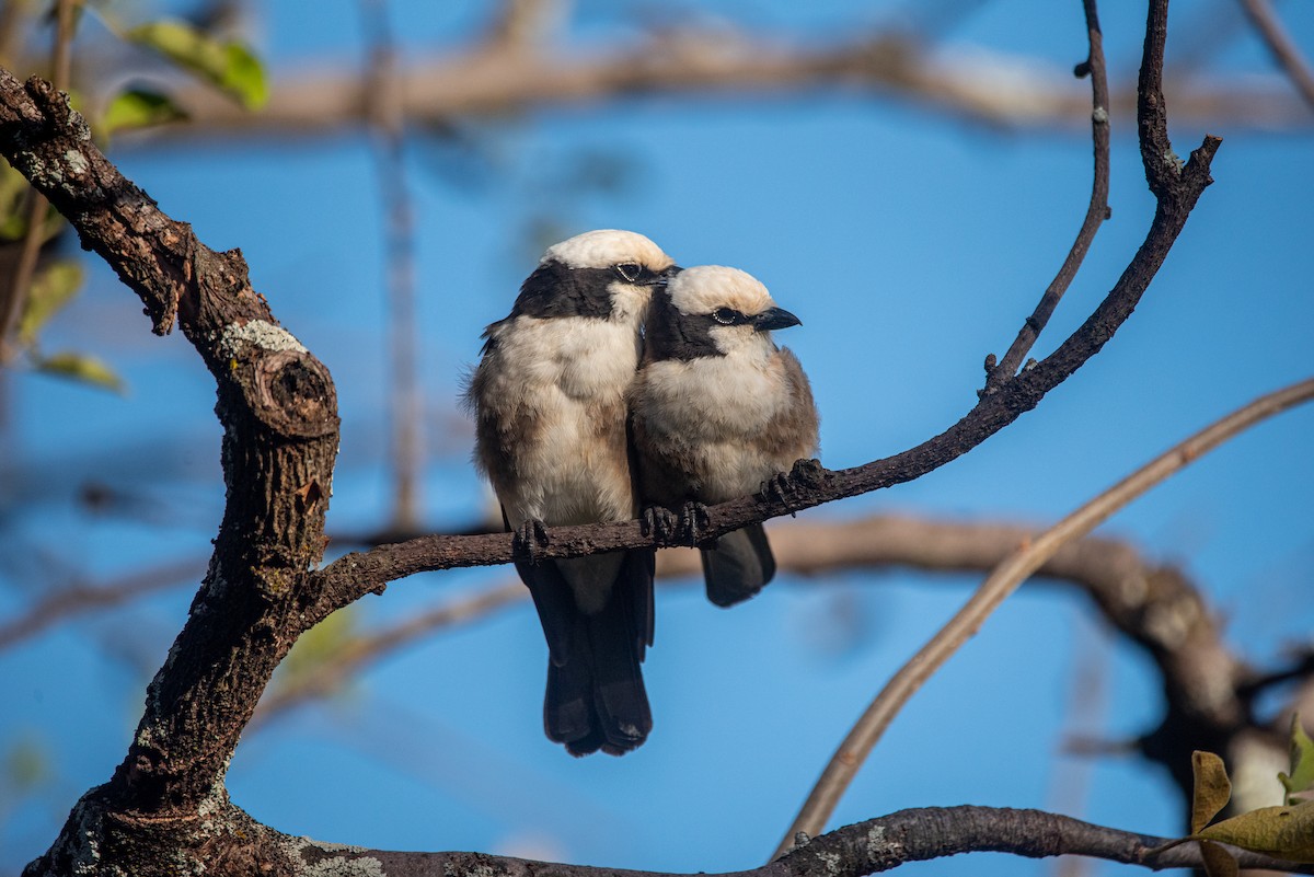 White-rumped Shrike - ML608674759