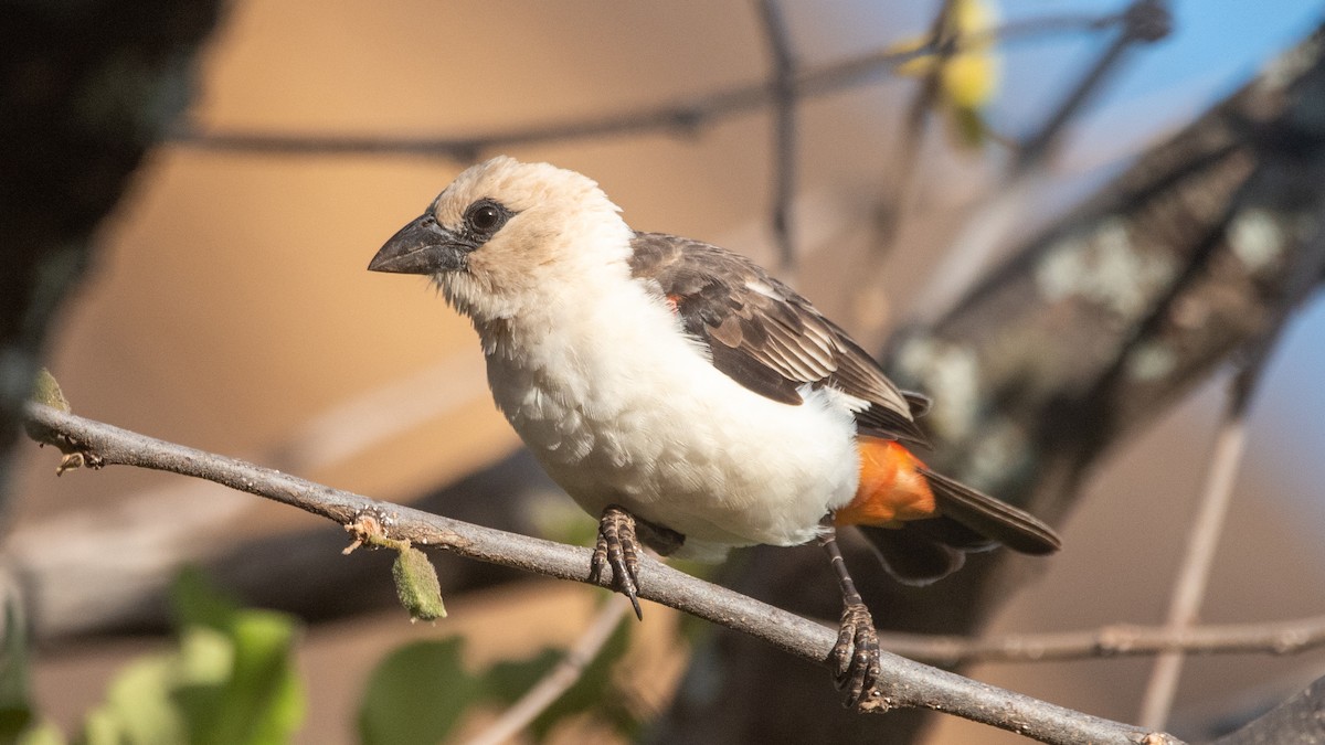 White-headed Buffalo-Weaver - ML608674764