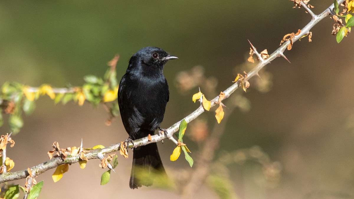 Southern Black-Flycatcher - ML608674770