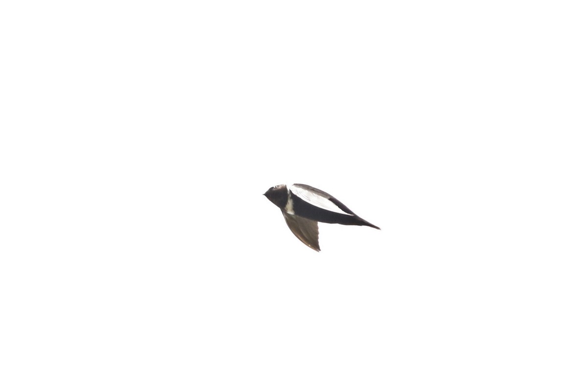 White-collared Swift - ML608674996