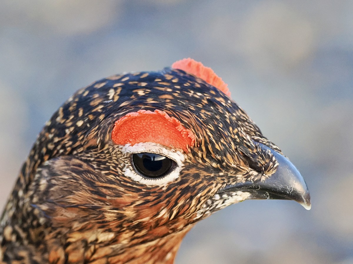 Willow Ptarmigan (Red Grouse) - Ray O'Reilly