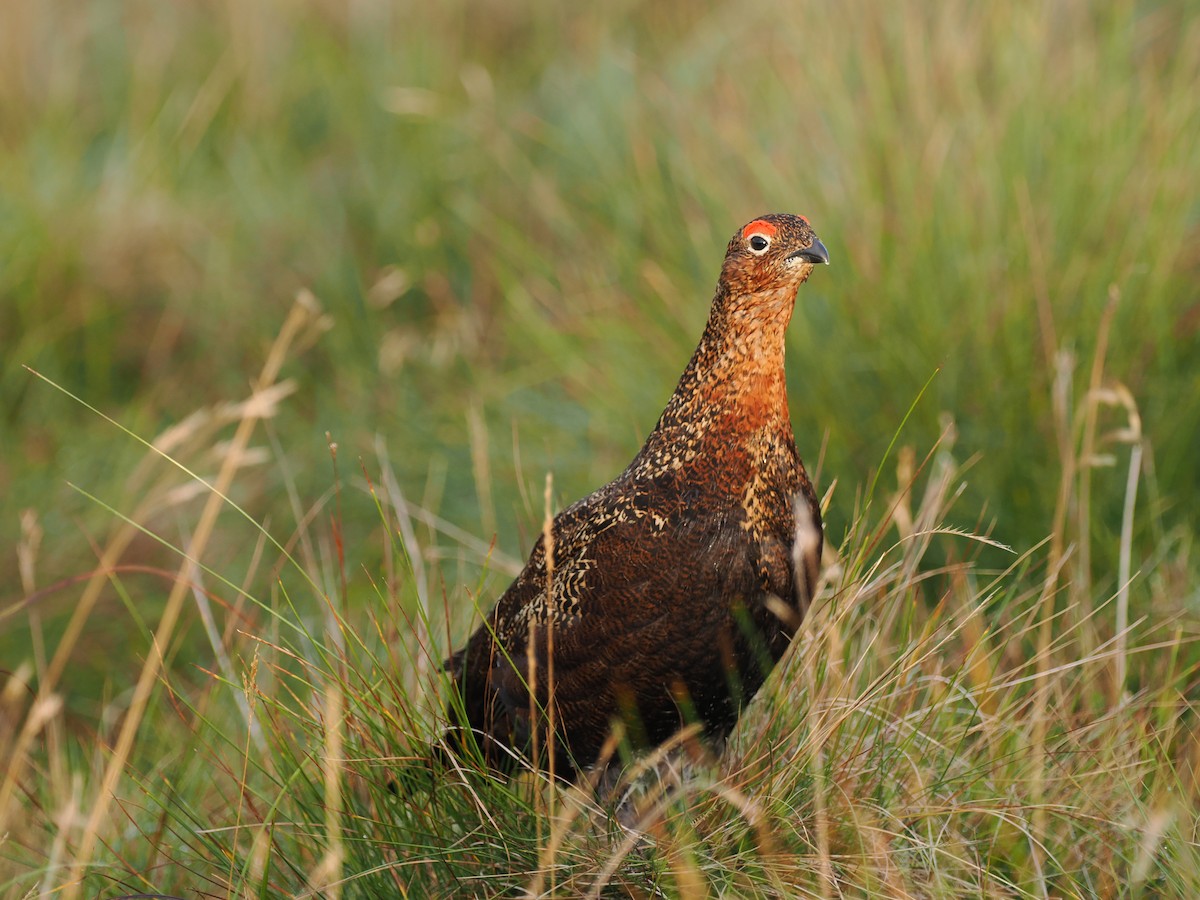 Willow Ptarmigan (Red Grouse) - ML608675073