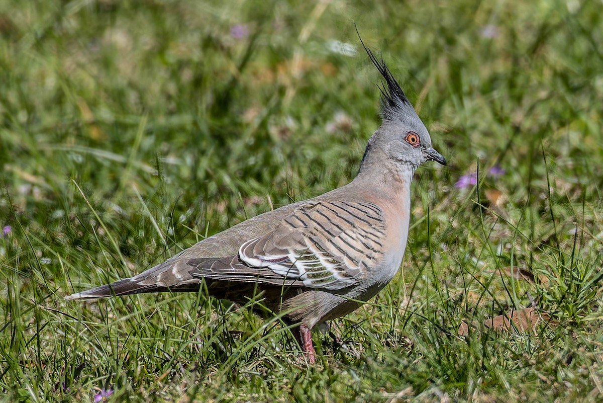 Crested Pigeon - ML608675181
