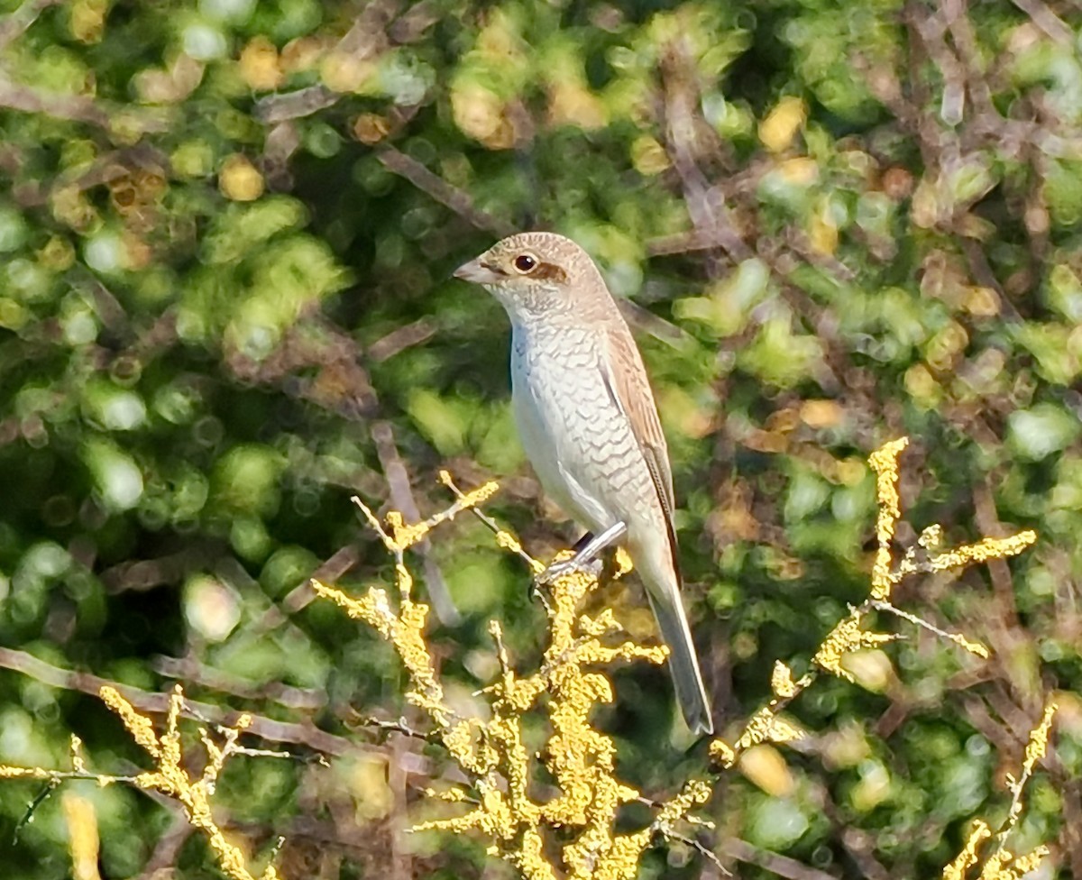 Red-backed Shrike - Ray O'Reilly