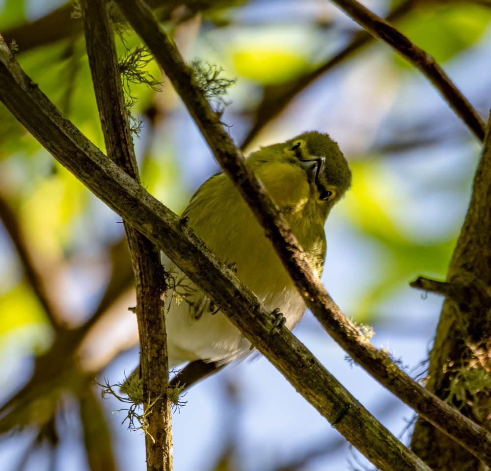 Yellow-throated Vireo - ML608675213