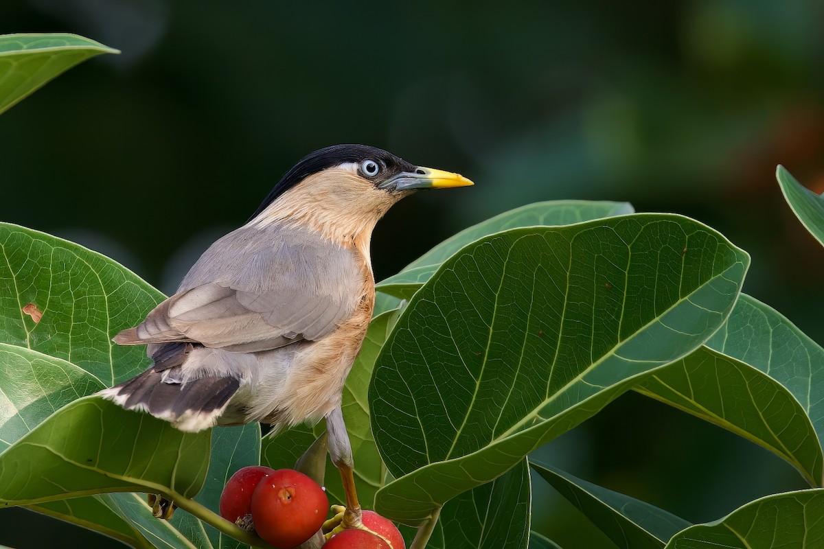 Brahminy Starling - Sourav Mandal