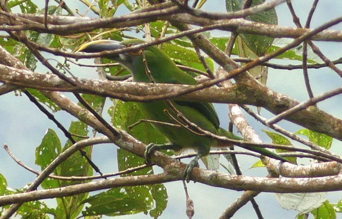 Toucanet à gorge blanche (griseigularis) - ML608675274