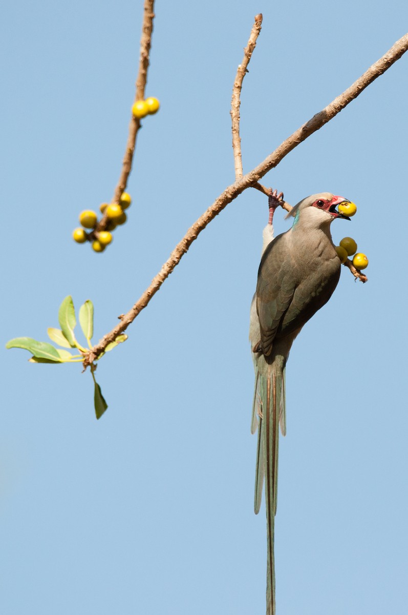Blue-naped Mousebird - ML608675351