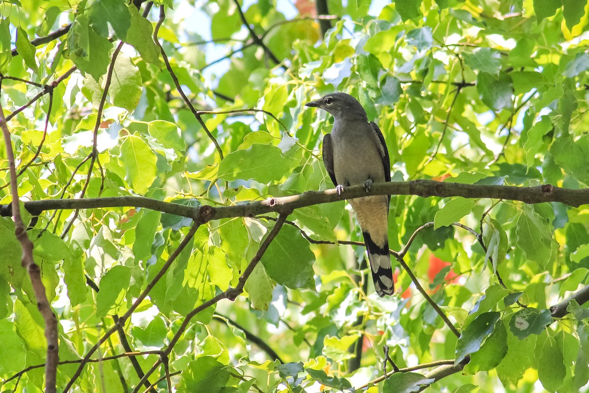 Black-winged Cuckooshrike - ML608675387