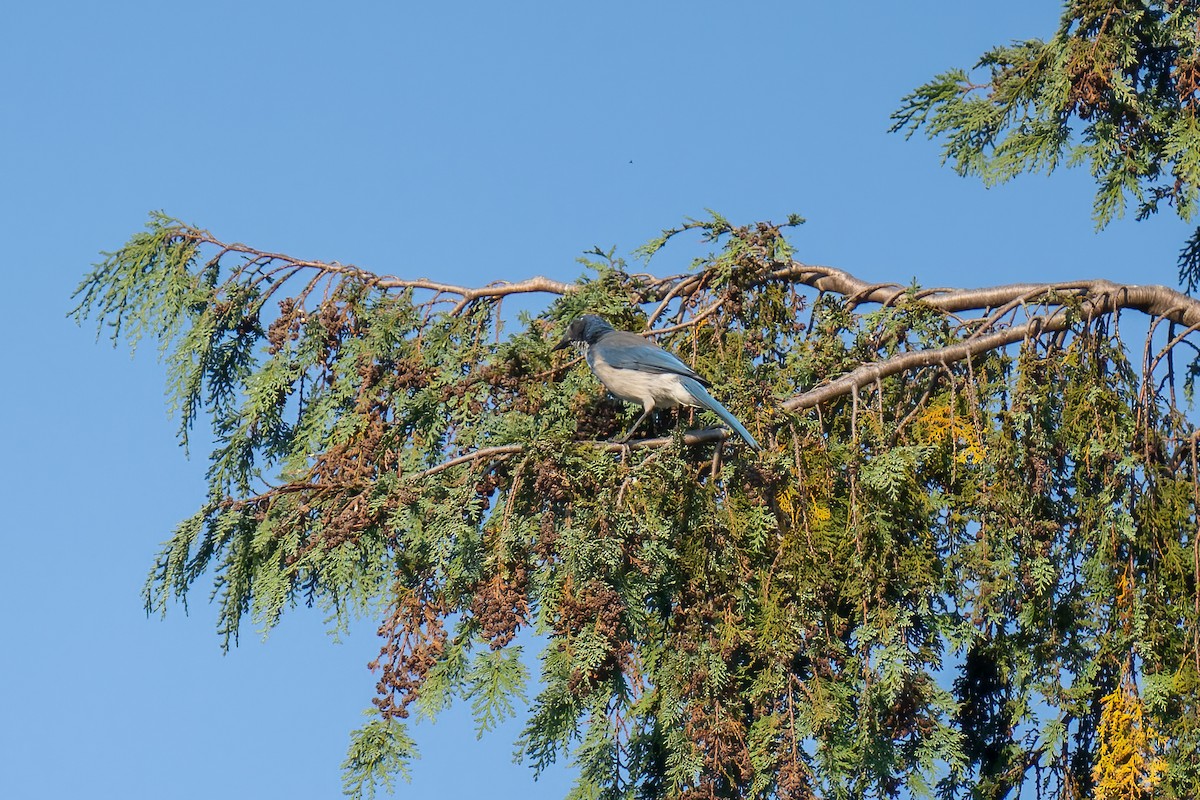 カリフォルニアカケス - ML608675399