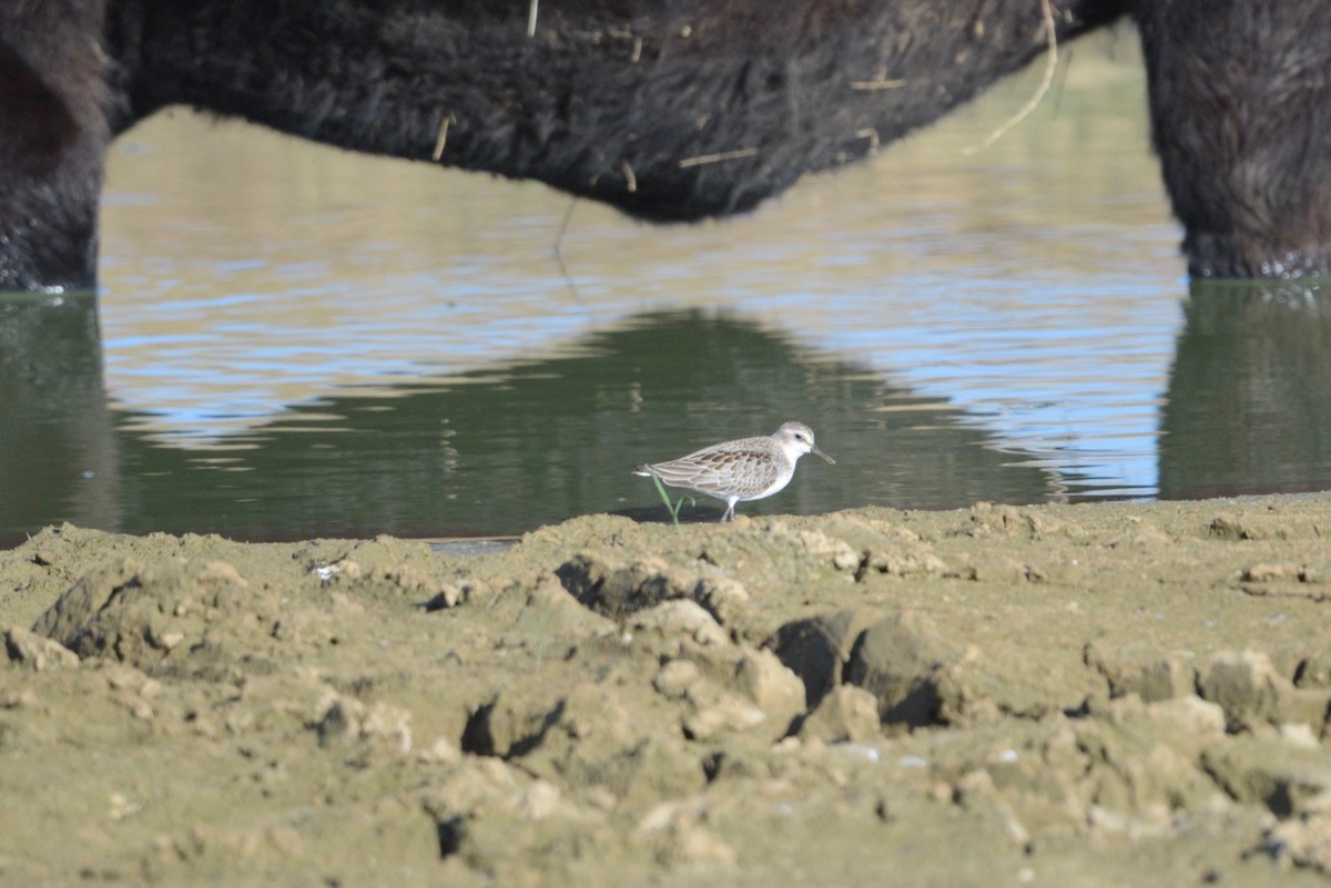 Semipalmated Sandpiper - ML608675419