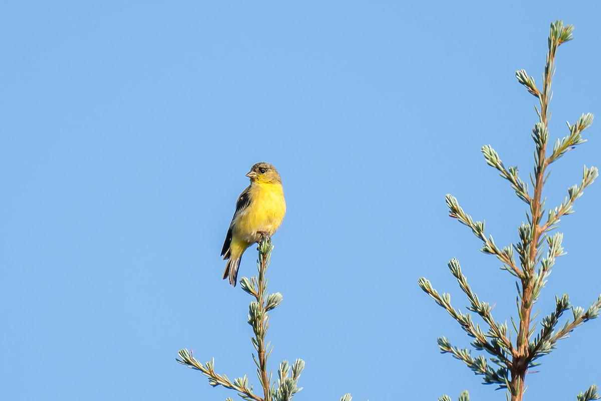 Lesser Goldfinch - ML608675421