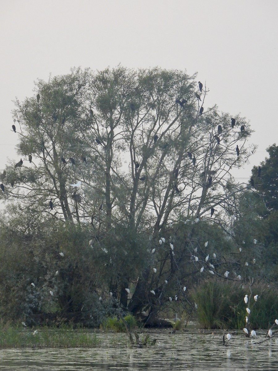 Great Cormorant/European Shag - margaret barbuty