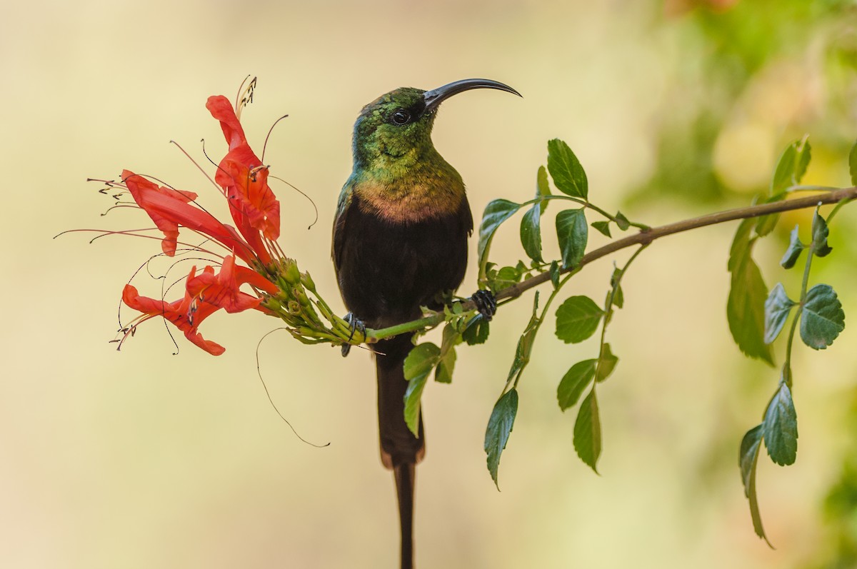 strdimil bronzový - ML608675443