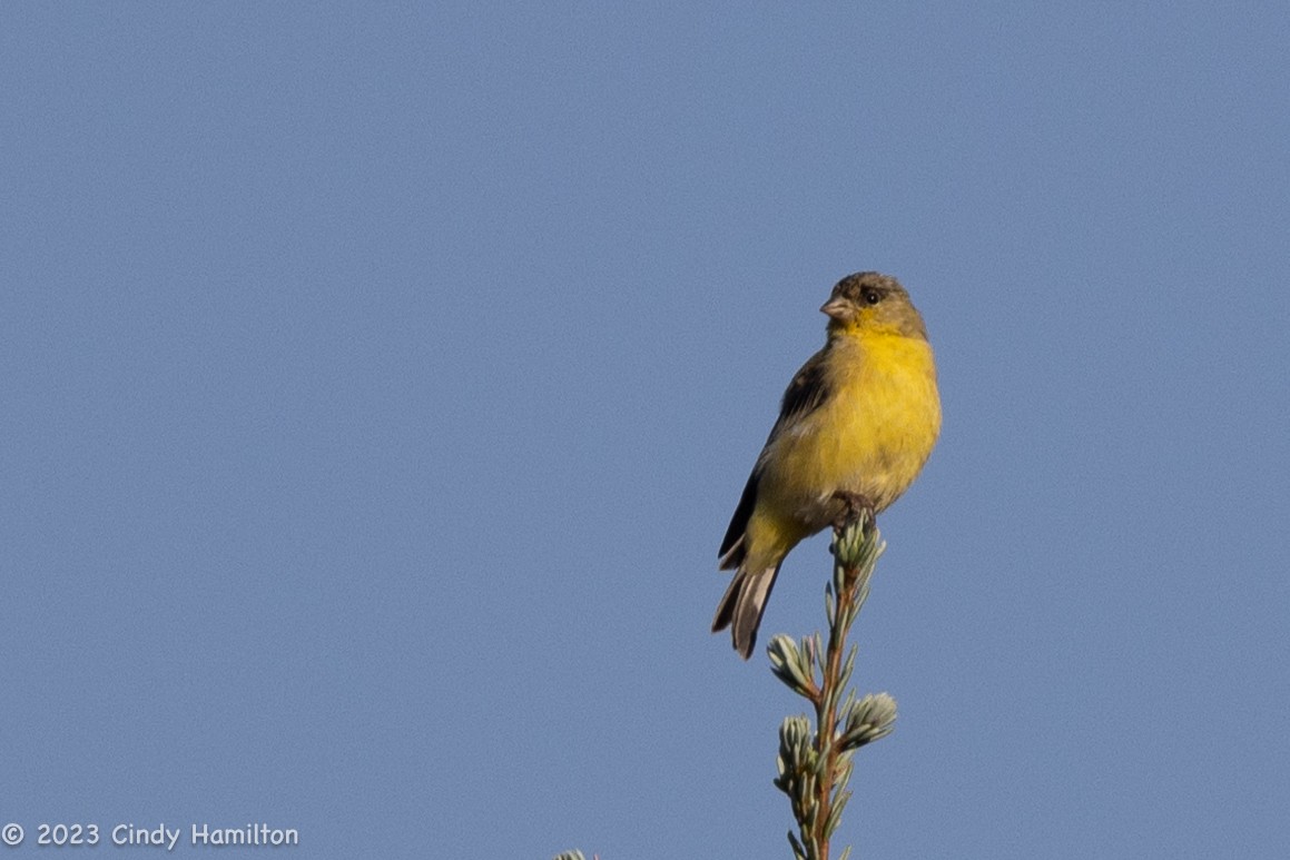Lesser Goldfinch - ML608675452