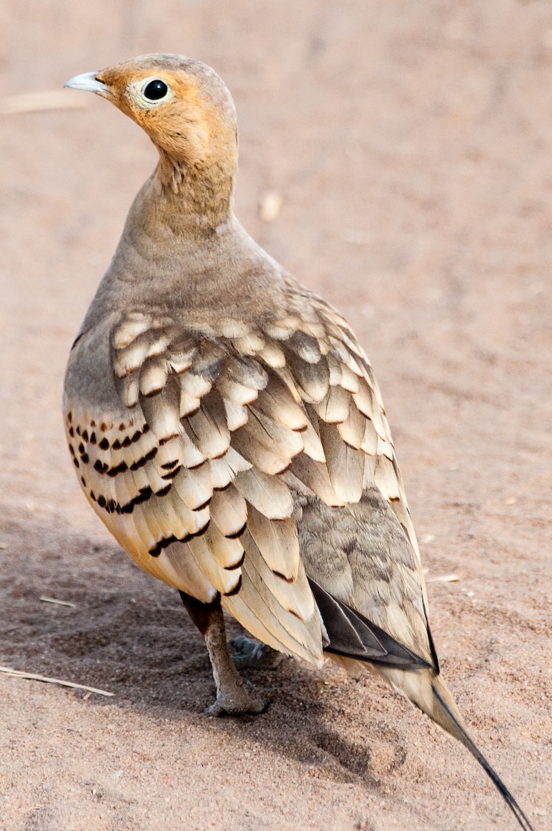 Chestnut-bellied Sandgrouse - ML608675482