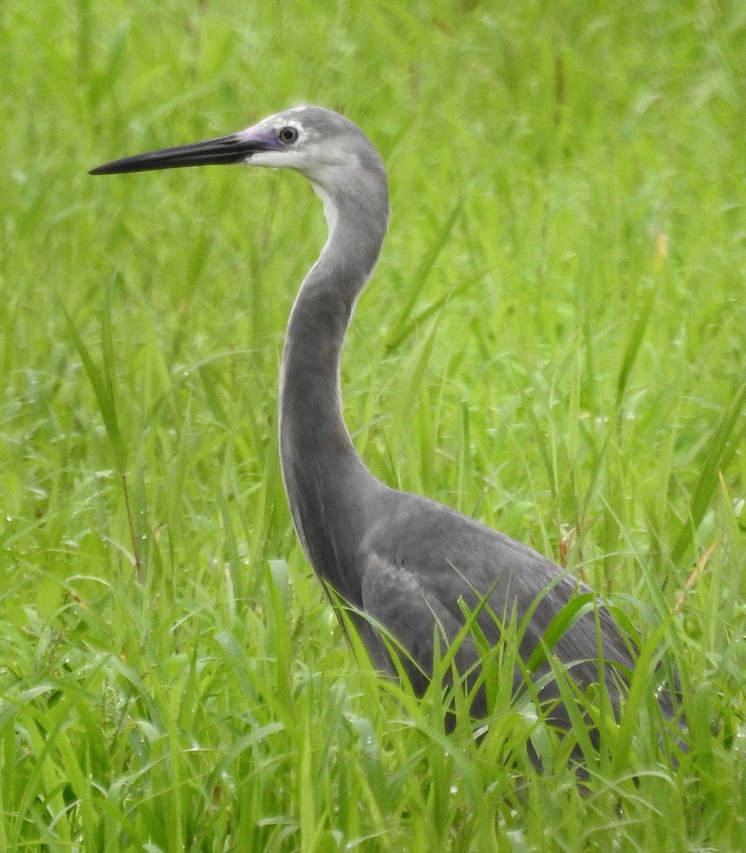 Little Egret - ML608675502