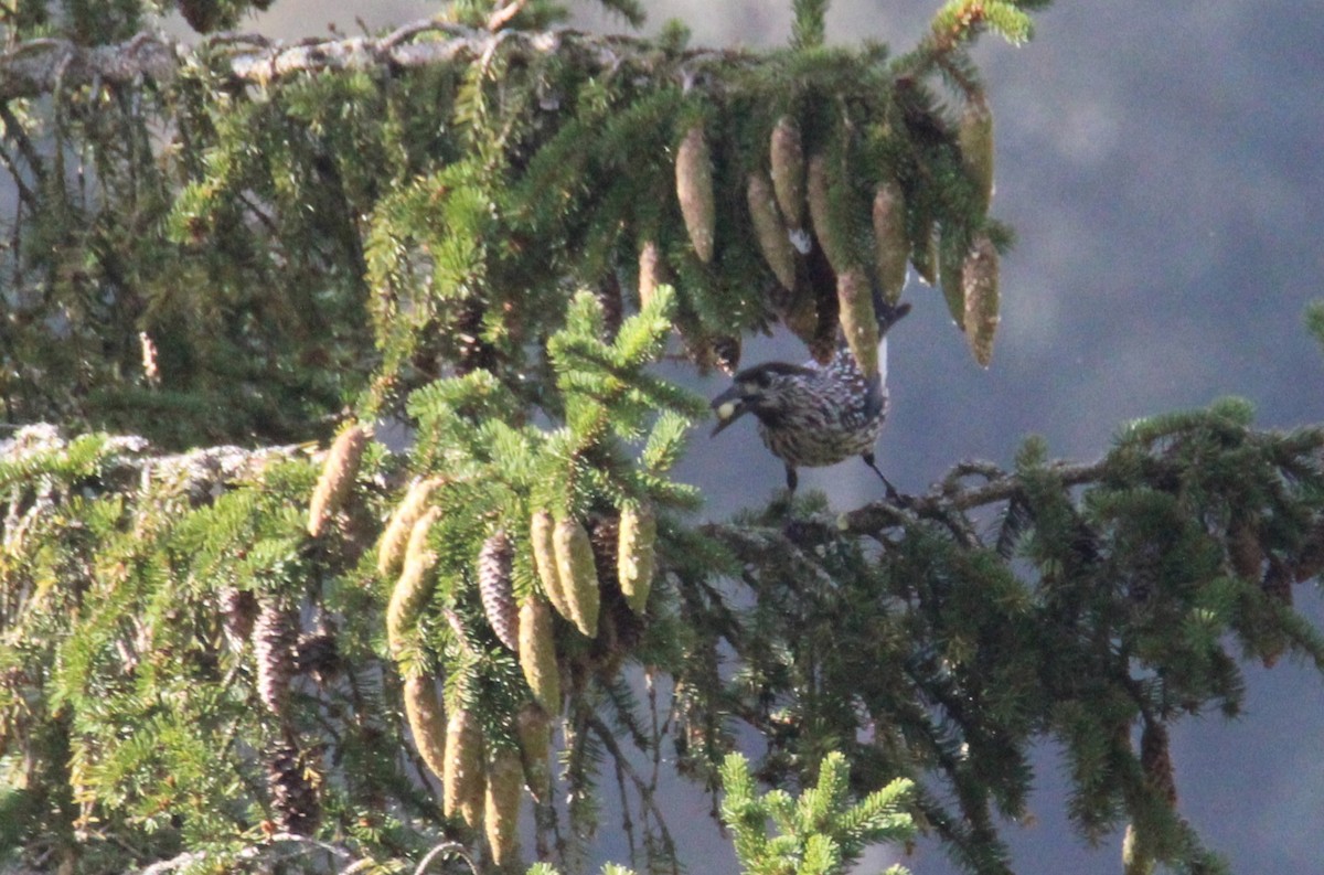 Eurasian Nutcracker (Northern) - ML608675538