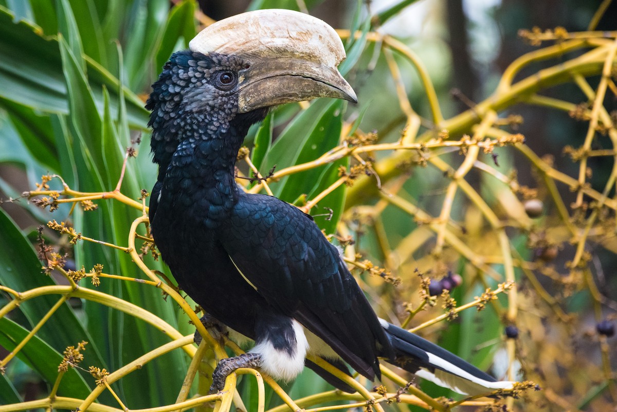 zoborožec šedolící - ML608675598