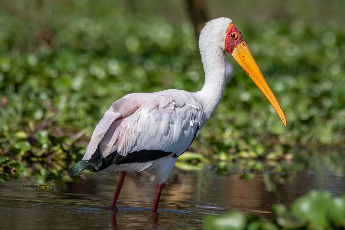 nesyt africký - ML608675678