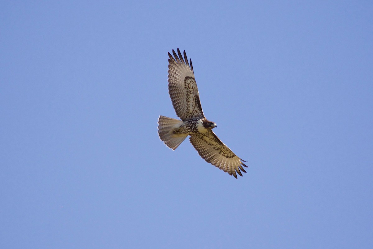 Red-tailed Hawk - ML608675755