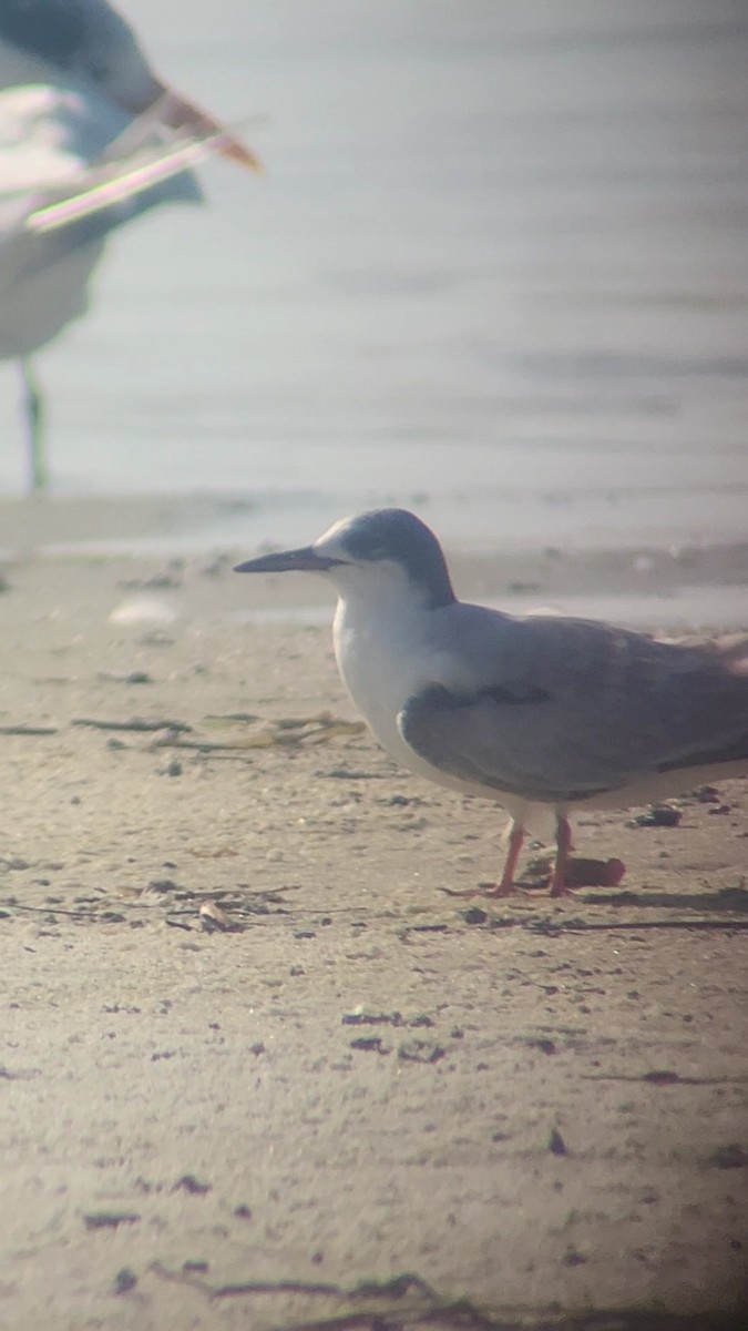 Common Tern - Brandon McCracken