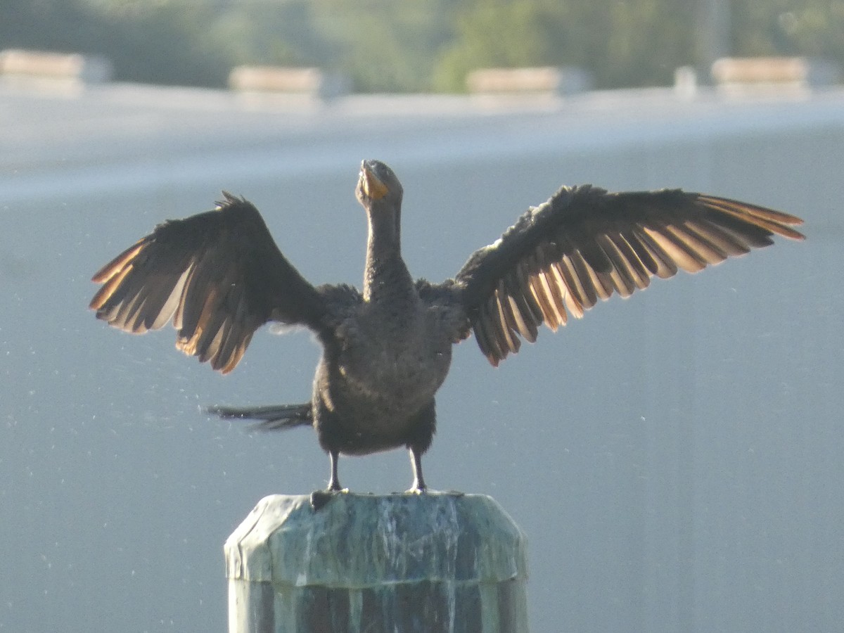 Double-crested Cormorant - ML608675953