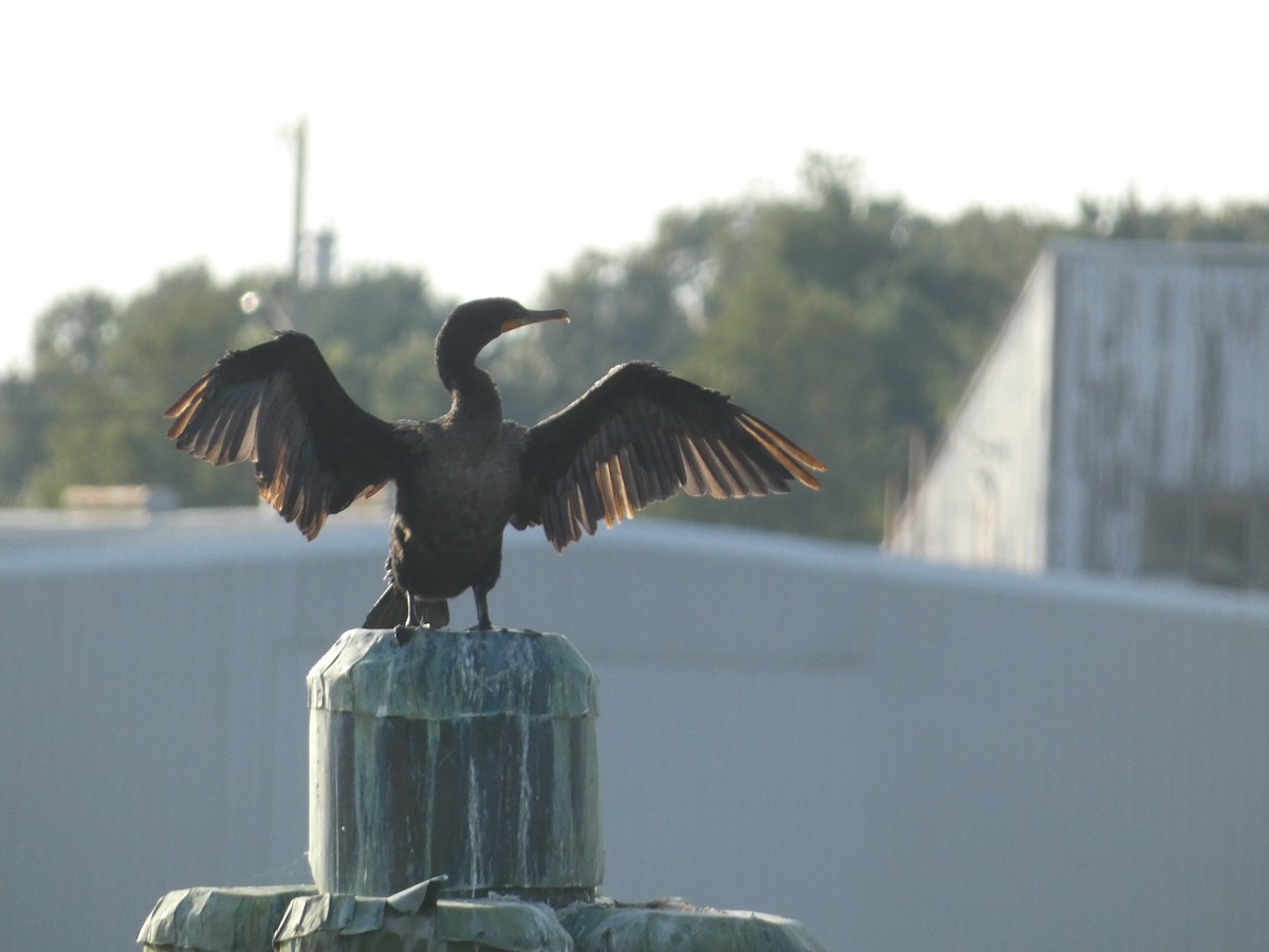 Double-crested Cormorant - ML608675954